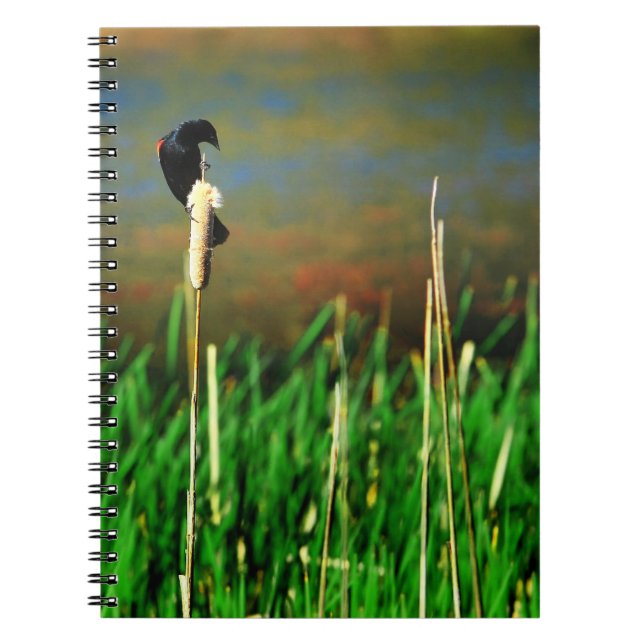 Caderno Espiral Pássaro Vermelho Negra num Cattail (Frente)