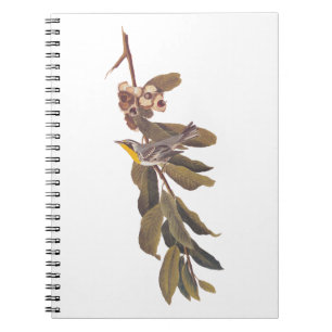 Caderno Espiral Pássaro Warbler Yellowthroat de Audubon na Ramifi