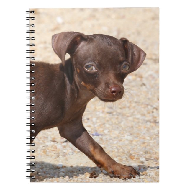 Caderno Espiral Passeio do filhote de cachorro da chihuahua (Frente)