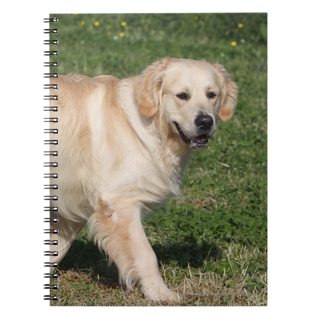 Caderno Espiral Passeio do golden retriever (Frente)