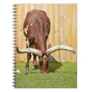 Caderno Espiral Pastagem Ankole-Watusi