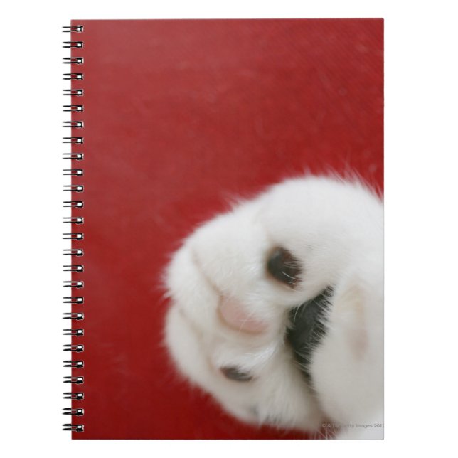 Caderno Espiral Pata de gato (Frente)