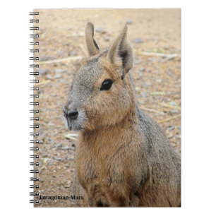 CADERNO ESPIRAL PATAGONIAN MARA