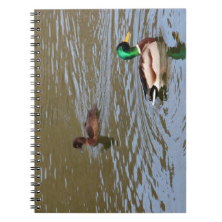 Caderno Espiral Pato-macaco e pato-tufado num rio