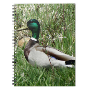 Caderno Espiral Pato-real-macho B55 no gramado