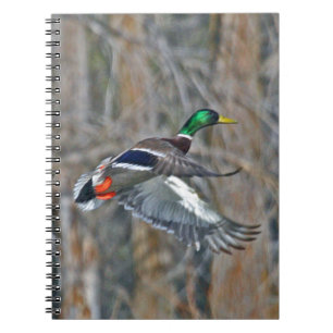 Caderno Espiral Pato selvagem de Drake em vôo