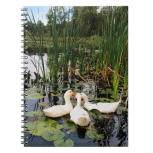Caderno Espiral Patos brancos clássicos num lago bonito