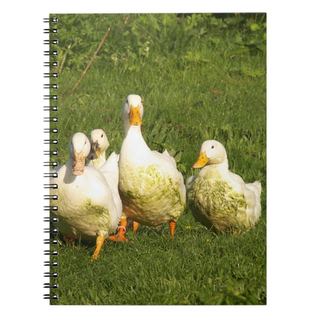 Caderno Espiral patos, vivo, prado, animal, fazenda, vida no campo (Frente)