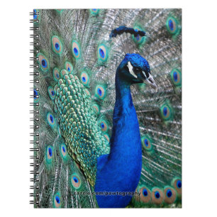 Caderno Espiral Pavão