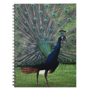 Caderno Espiral Pavão