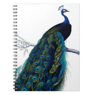 Caderno Espiral Pavão Colorido Azul-Vintage