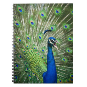 Caderno Espiral Pavão gritando