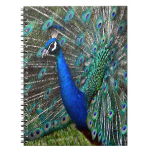 Caderno Espiral Pavão masculino colorido