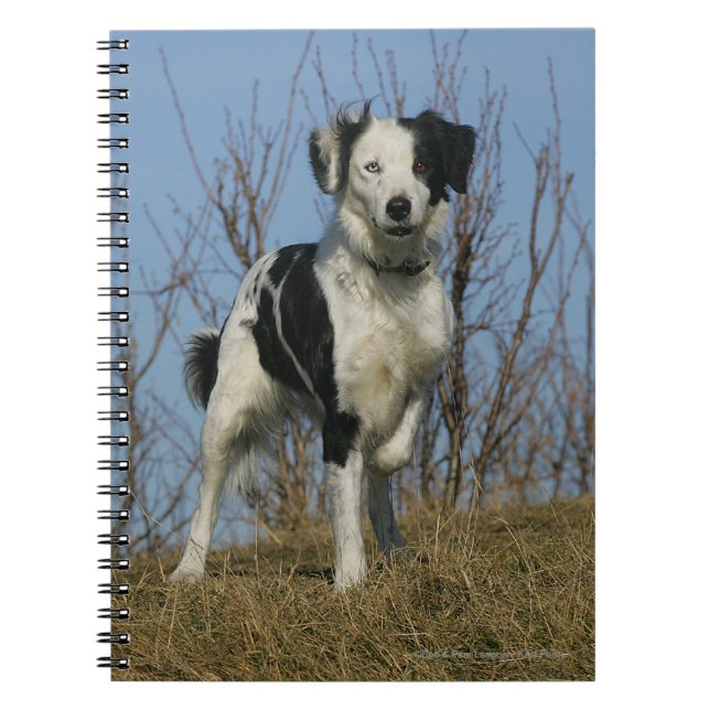 Caderno Espiral Pé de border collie levantado (Frente)