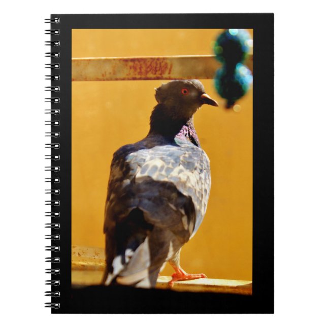 Caderno Espiral Peaceful Pigeon (Frente)