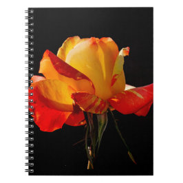 Caderno Espiral Peachy Orange Rosa