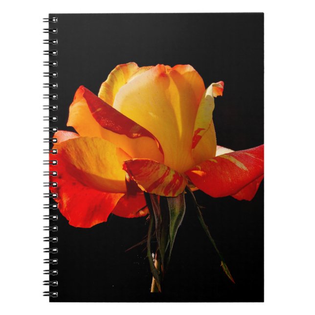 Caderno Espiral Peachy Orange Rosa (Frente)