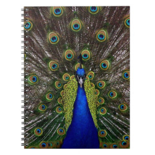 Caderno Espiral Peacock