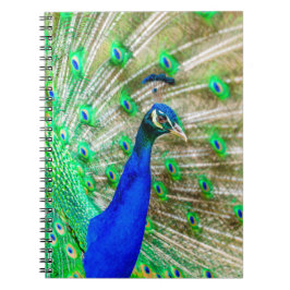 Caderno Espiral Peacock Plumage