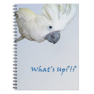 Caderno Espiral Pedir do Cockatoo do guarda-chuva o que está acim