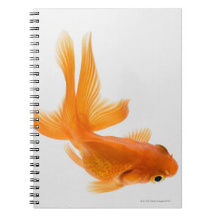 Caderno Espiral Peixe dourado do Fantail (auratus do Carassius) 2