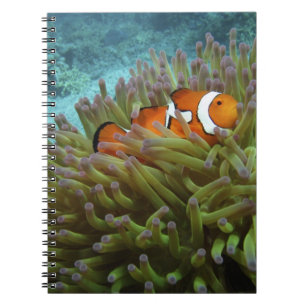 Caderno Espiral Peixe-palhaço-ocidental ( Amphiprion ocellaris )
