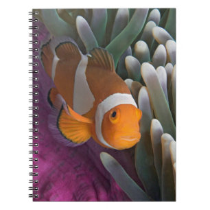 Caderno Espiral Peixe-palhaço-ocidental-anêmona