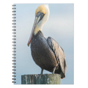 Caderno Espiral Pelican empolgado com pilão