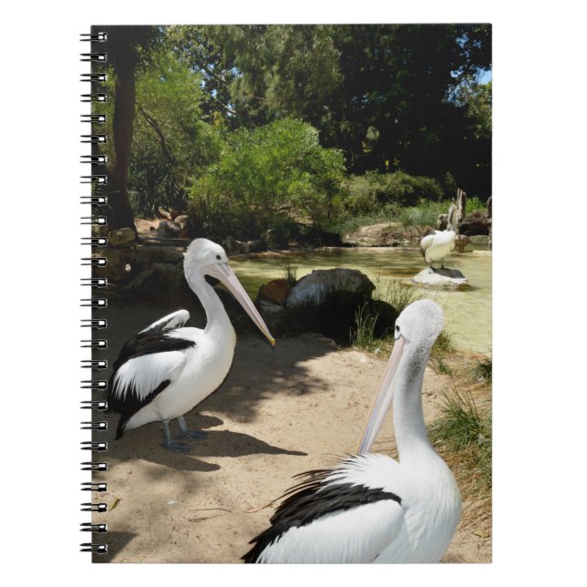 Caderno Espiral Pelican Sanctuary, notebook (Frente)