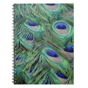 Caderno Espiral Penas bonito de Peacock