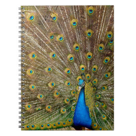 Caderno Espiral Penas da Cauda Peacock