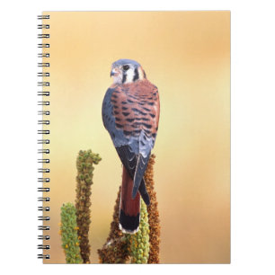 Caderno Espiral Peneireiro-americano, Falco sparverius, Nativo dos