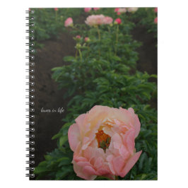 Caderno Espiral Peony Rosa Independente