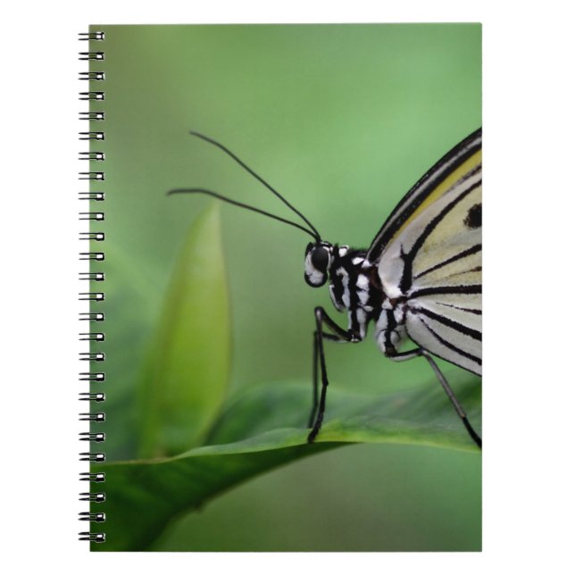 Caderno Espiral Perfil de uma pipa de papel (Frente)