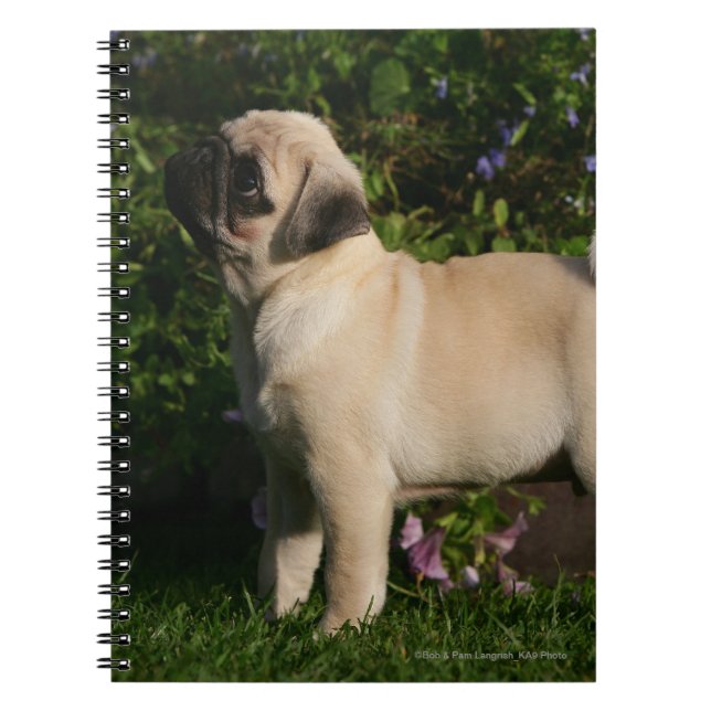 Caderno Espiral Perfil do Pug da jovem corça (Frente)