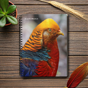 Caderno Espiral Perfil impressionante de um faisão de Ouro vermelh