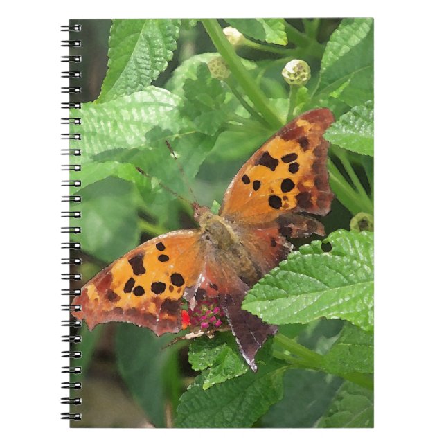 Caderno Espiral Pergunta sobre Borboleta de Lantana (Frente)