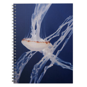 CADERNO ESPIRAL PESCADO BRANCO