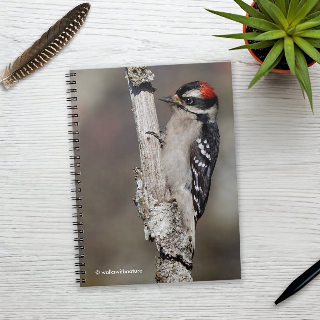 Caderno Espiral Pica-pau-pau-pau-pau-penteado na árvore (Downy Woodpecker on the Tree Journal Cover Photo)