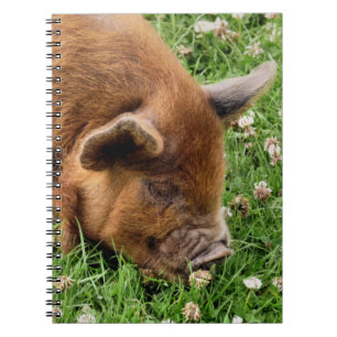 CADERNO ESPIRAL PIG CUTO