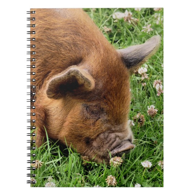 CADERNO ESPIRAL PIG CUTO (Frente)