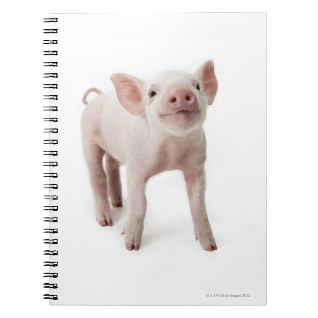 Caderno Espiral Pig em Pé Procurando (Frente)