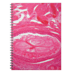Caderno Espiral Pilhas do ovário sob o microscópio