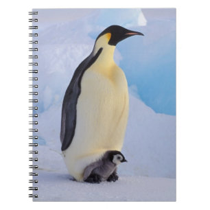 Caderno Espiral Pinguim-imperador Aptenodytes
