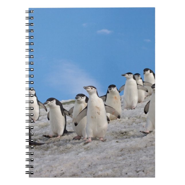 Caderno Espiral Pinguins-de-barbicha | Pygoscelis Antarctica (Frente)
