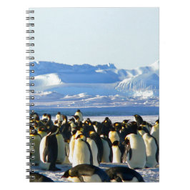 Caderno Espiral Pinguins imperadores