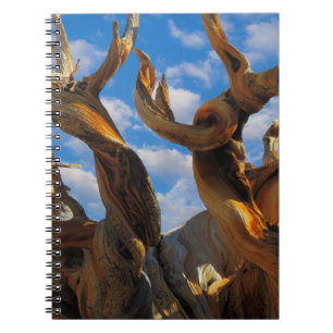 Caderno Espiral Pinheiro Bristlecone