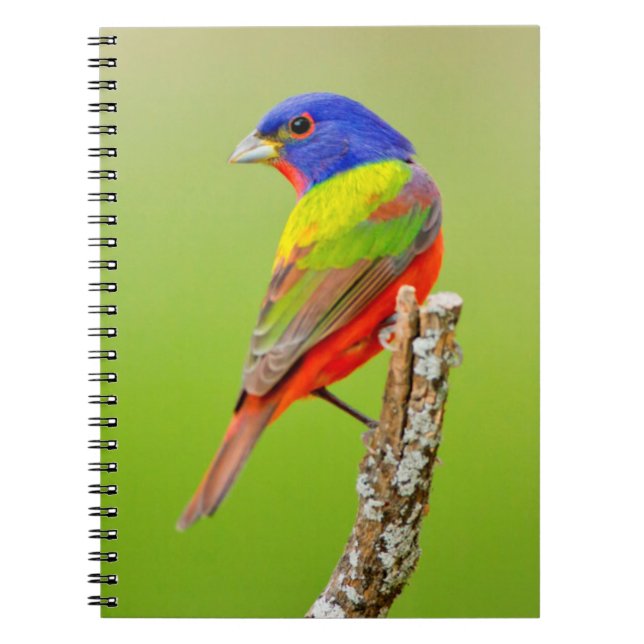 Caderno Espiral Pintassilgo-de-cabeça-castanha (Passerina ciris) M (Frente)