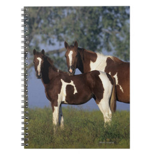 Caderno Espiral Pinte a égua & o potro