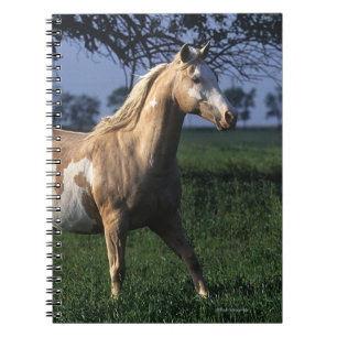 Caderno Espiral Pinte o cavalo que está 2